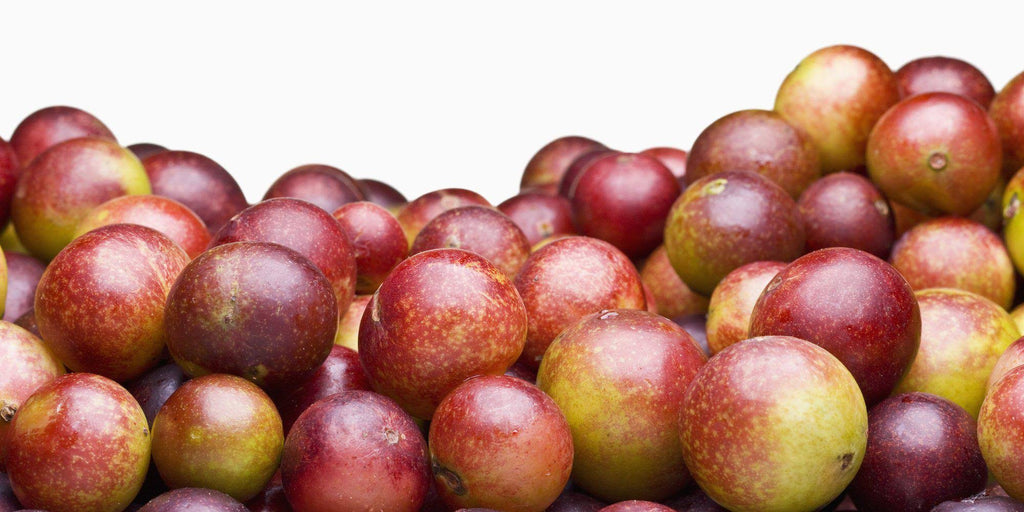 Organic Camu Camu Powder 5 lbs Z675