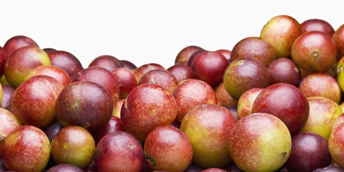 Organic Camu Camu Powder 5 lbs Z675