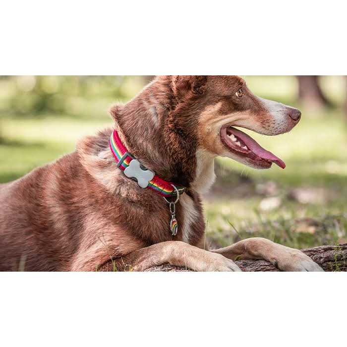 Bone Pet ID Dog Tag A99295
