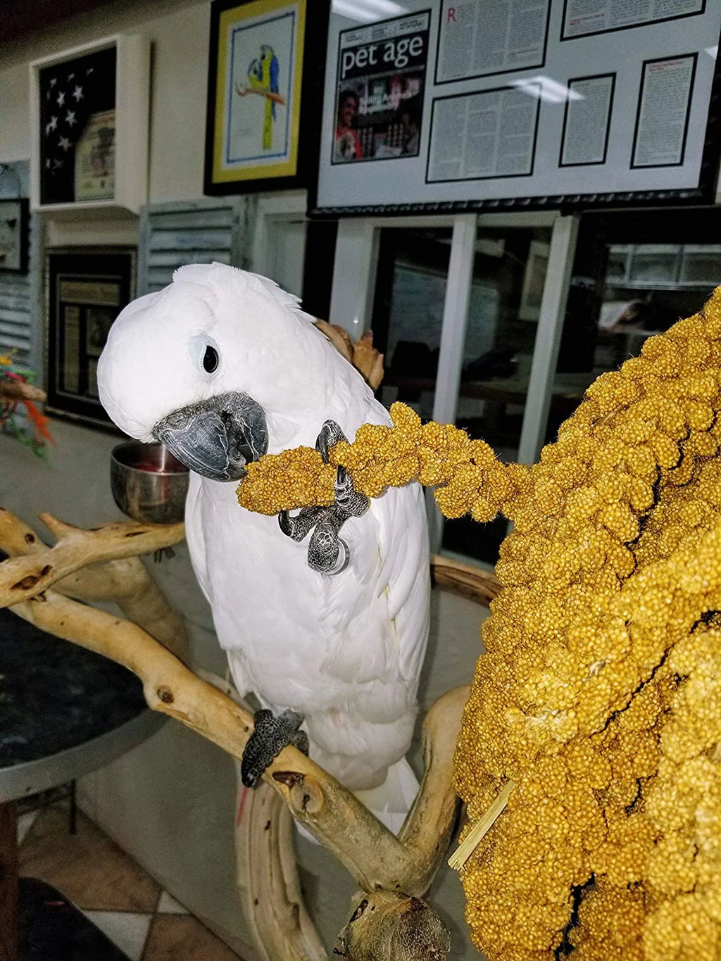 Spray Millet Bird Treat 1LB I407