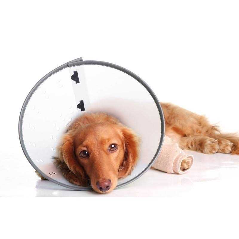Clear XXL E-Collar D95289