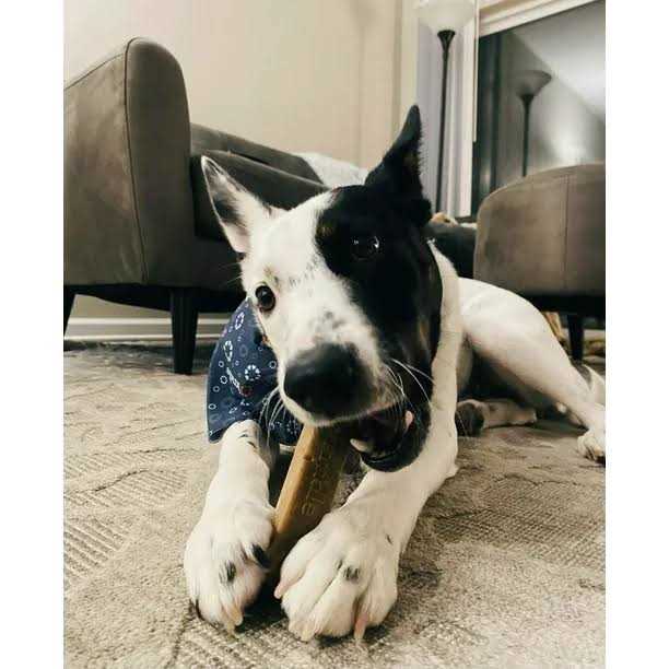 Dog Chews D4061