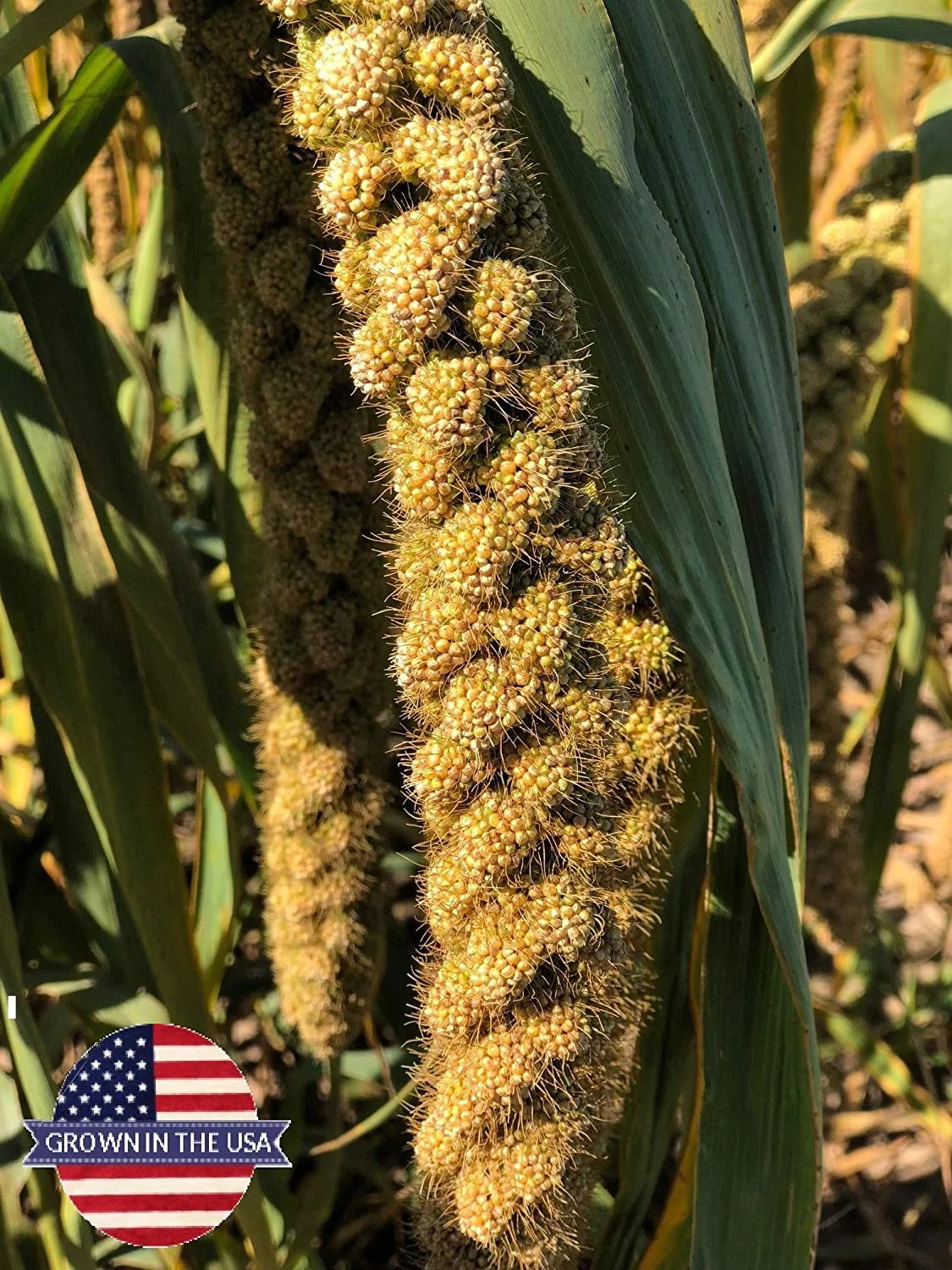 Spray Millet Bird Treat 1LB I407